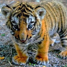 Схема вышивки «тигренок»