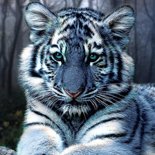 Схема вышивки «тигр»