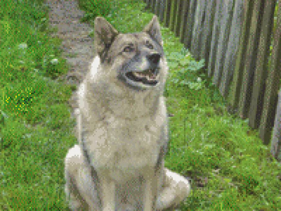 Дружок Джек - предпросмотр