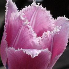 Схема вышивки «Тюльпан»