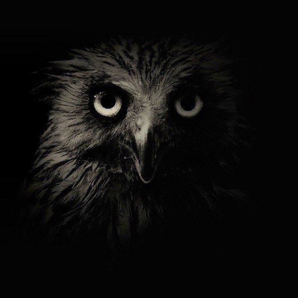 сова - оригинал