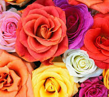 Схема вышивки «розы»