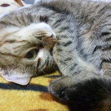 Схема вышивки «Сема»