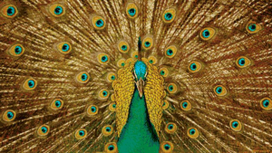 Павлин - птица, природа - предпросмотр