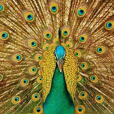 Схема вышивки «Павлин»