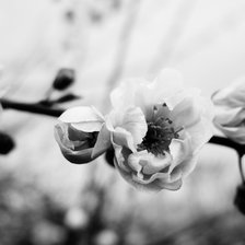 Схема вышивки «Цветение»