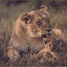 Схема вышивки «Львица с львенком»