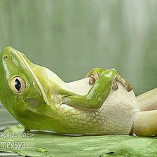 Схема вышивки «Лягушка на отдыхе»