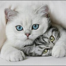 Схема вышивки «Кошечка»