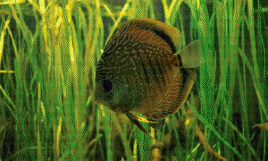 рыбка - предпросмотр