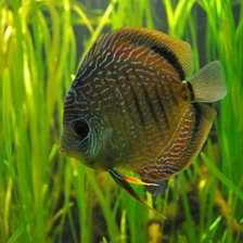 Схема вышивки «рыбка»