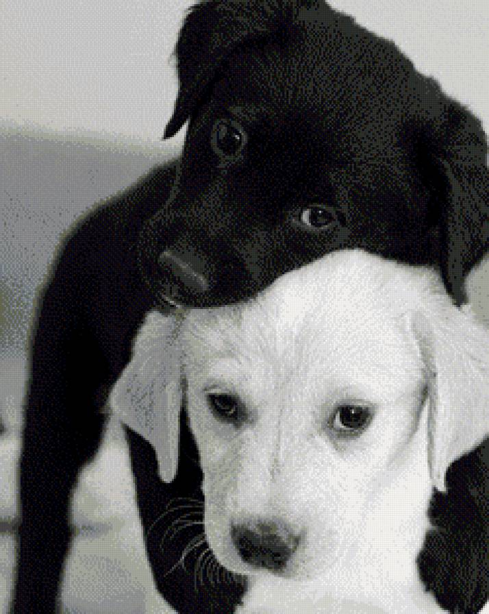 щенки - предпросмотр