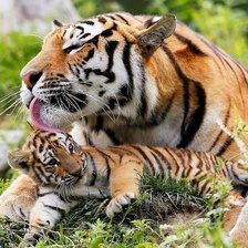 Схема вышивки «тигры»