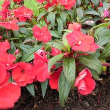 Схема вышивки «Цветы»