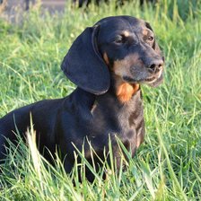 Схема вышивки «тесся»