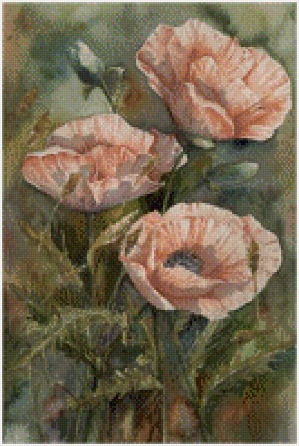 Маки - мак, цветок - предпросмотр