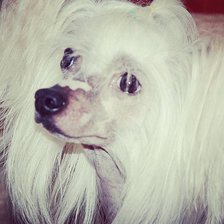 Схема вышивки «Китайская хохлатая @simpapy»