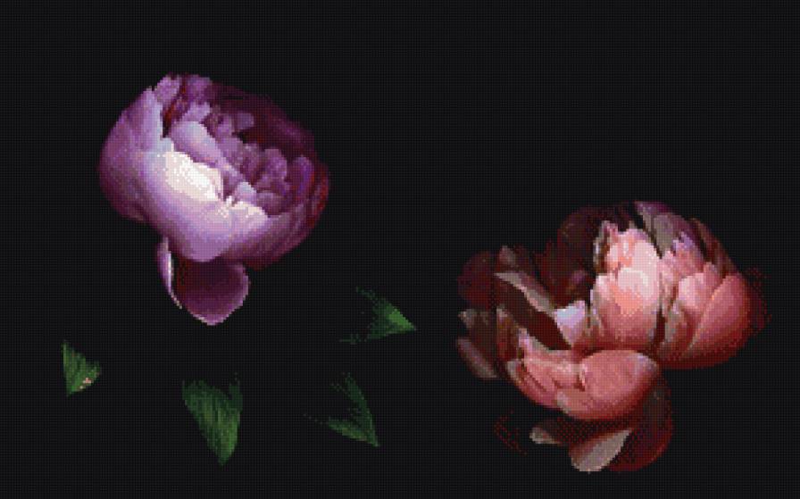 Ночные пионы - пионы, цветы - предпросмотр