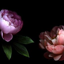 Схема вышивки «Ночные пионы»