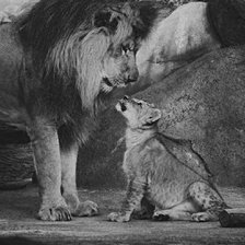 Схема вышивки «Лев и львенок»