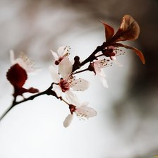 Схема вышивки «цветение 2»