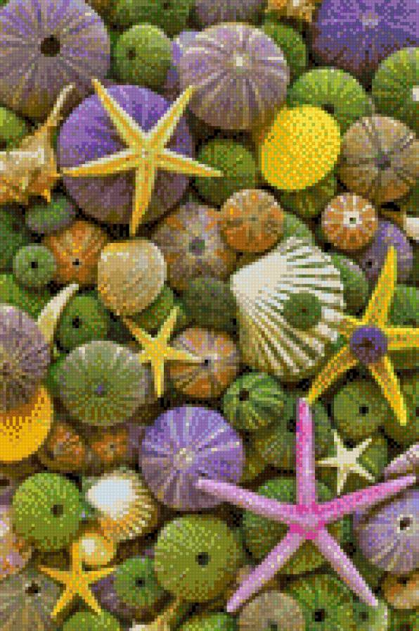 Ракушки - ракушка, звезда, море - предпросмотр