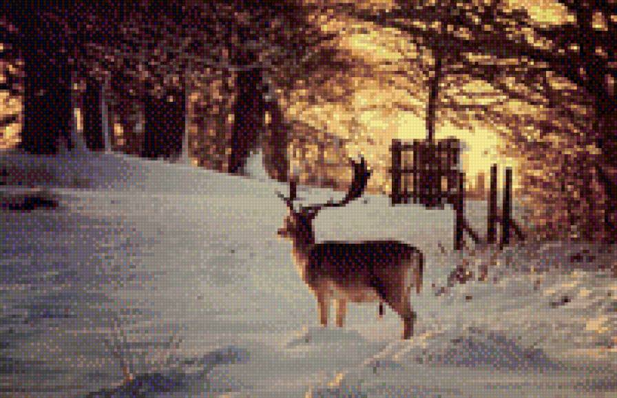 Лесной олень - олень, зима, пейзаж, лес, зимний лес, зимний пейзаж - предпросмотр