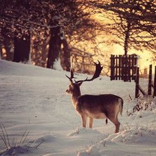 Схема вышивки «Лесной олень»