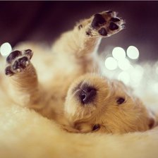 Схема вышивки «Щенок»