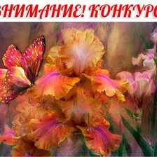 Схема вышивки «бабочка»