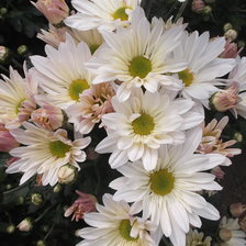 Схема вышивки «Цветы»