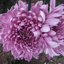 Схема вышивки «цветы»