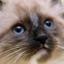 сиамская киса