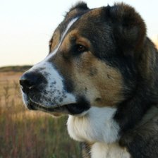 Схема вышивки «алабай»