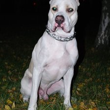 Схема вышивки «Стафф Акбар»