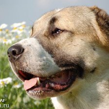 Схема вышивки «собака»