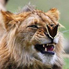 Схема вышивки «Радость»