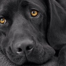 Схема вышивки «собака»