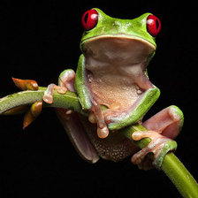 Схема вышивки «жаба»