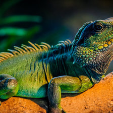 Схема вышивки «игуана»