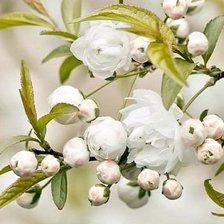 Схема вышивки «№1070736»