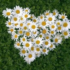 Схема вышивки «Сердце из ромашек»