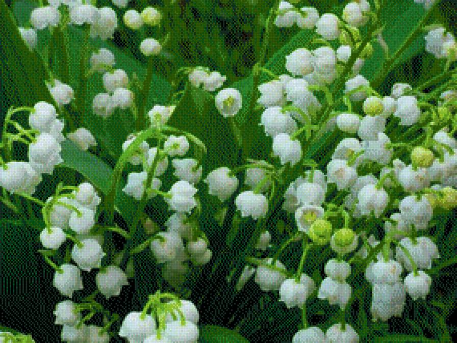 Ландыши - весна., цветы - предпросмотр