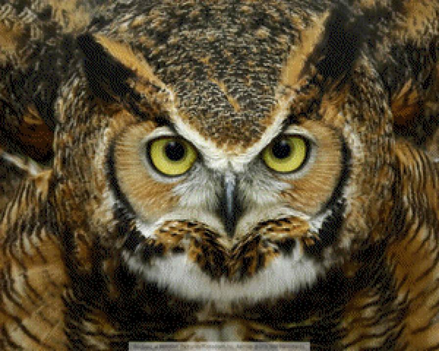 рогатая сова - птица, сова - предпросмотр