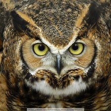 Схема вышивки «рогатая сова»