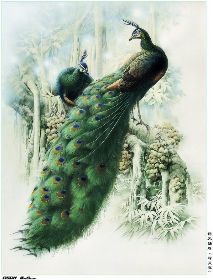 Павлины - павлины, птицы - оригинал