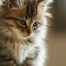 Схема вышивки «Котенок»