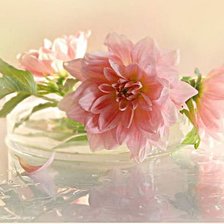 Схема вышивки «Георгин»