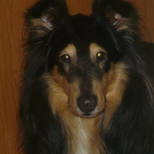 Схема вышивки «моя собака шелти Грим»