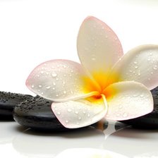 Схема вышивки «плюмерия»